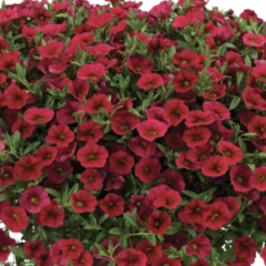 Minipetúnie, Million Bells 'Lia Dark Red' - Calibrachoa hybrida 'Lia Dark Red'