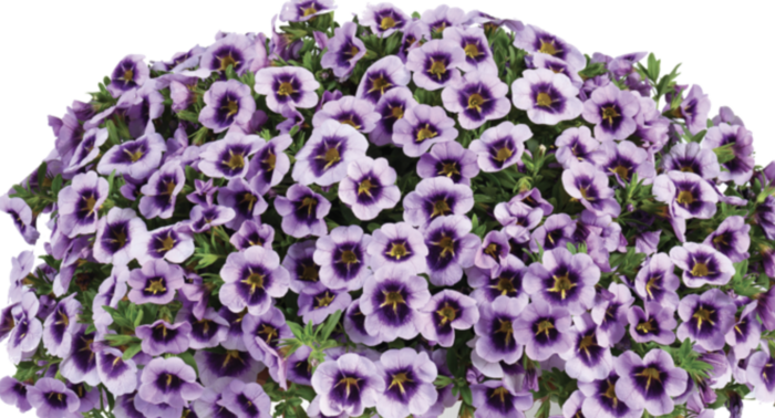 Minipetúnie, Million Bells 'Lia Spark Lavender' - Calibrachoa hybrida 'Lia Spark Lavender'