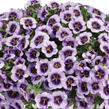 Minipetúnie, Million Bells 'Lia Spark Lavender' - Calibrachoa hybrida 'Lia Spark Lavender'