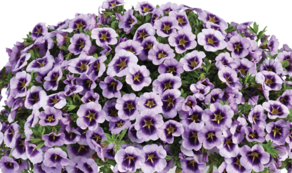 Minipetúnie, Million Bells 'Lia Spark Lavender' - Calibrachoa hybrida 'Lia Spark Lavender'