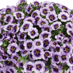 Minipetúnie, Million Bells 'Lia Spark Lavender' - Calibrachoa hybrida 'Lia Spark Lavender'