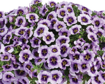 Minipetúnie, Million Bells 'Lia Spark Lavender'