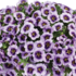 Calibrachoa hybrida Lia Spark Lavender.png