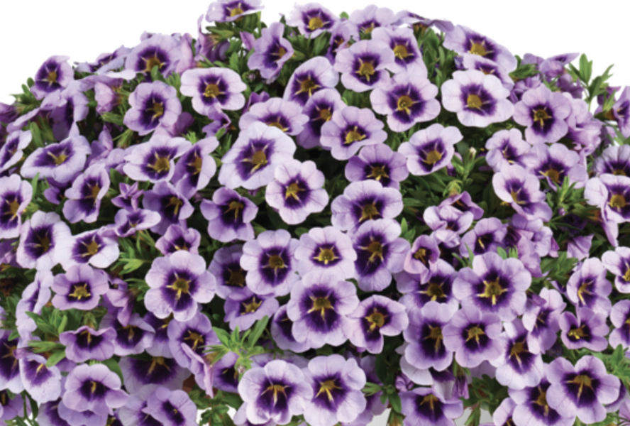 Minipetúnie, Million Bells 'Lia Spark Lavender' - Calibrachoa hybrida 'Lia Spark Lavender'