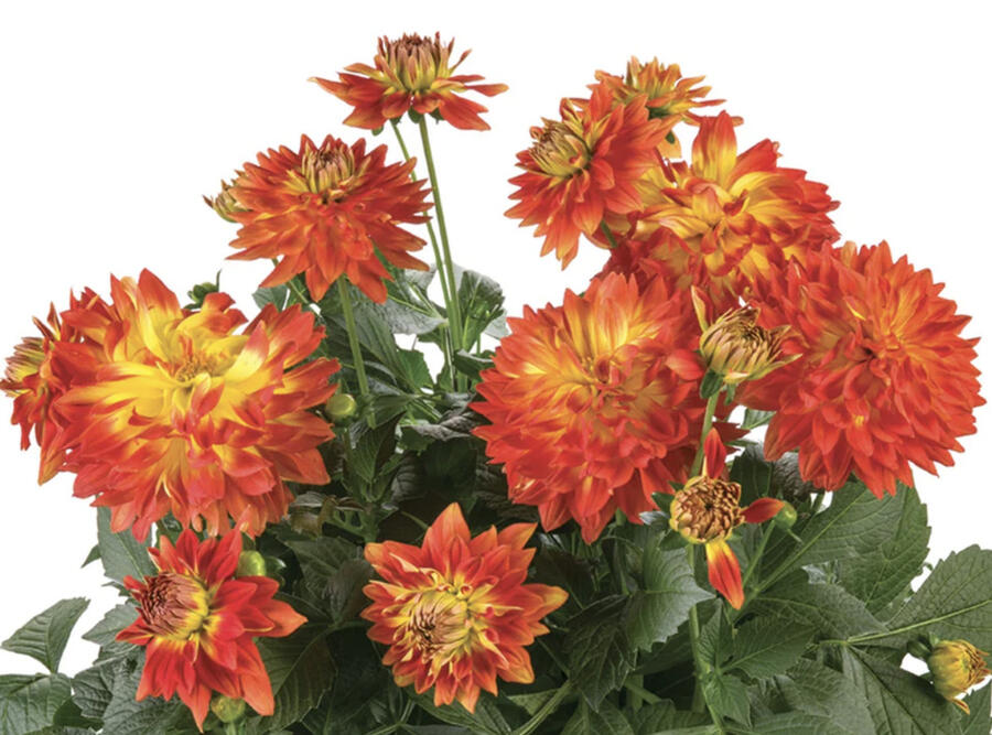 Jiřina 'Labella Medio Fun Flame' - Dahlia 'Labella Medio Fun Flame'