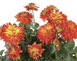 Jiřina 'Labella Medio Fun Flame'