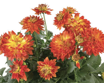 Jiřina 'Labella Medio Fun Flame'