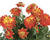 Jiřina 'Labella Medio Fun Flame'