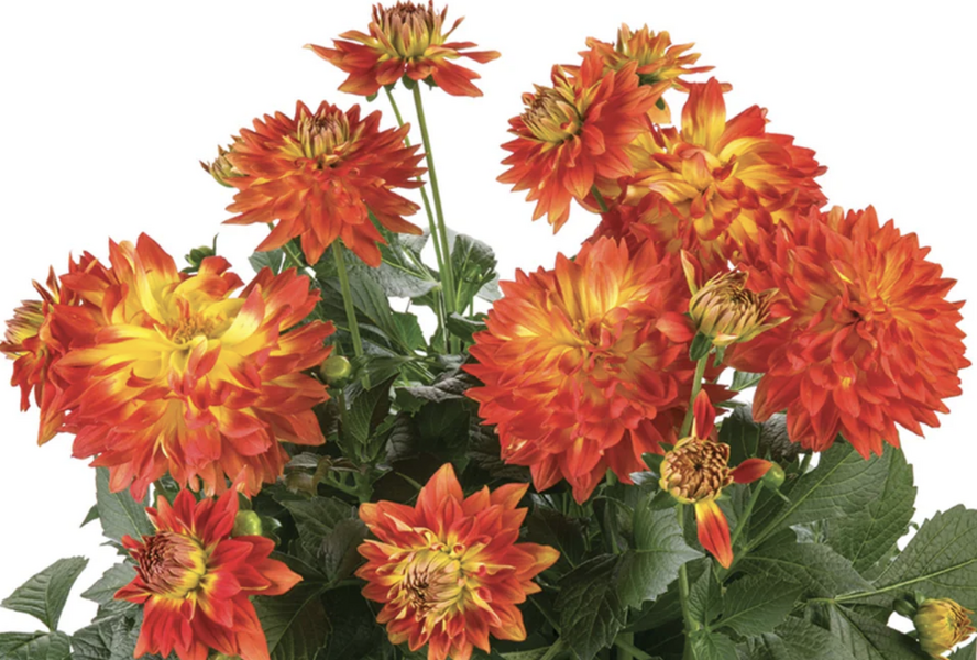 Jiřina 'Labella Medio Fun Flame' - Dahlia 'Labella Medio Fun Flame'