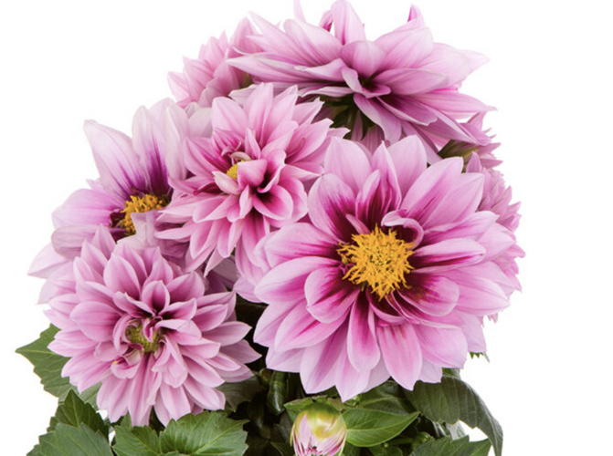 Jiřina 'Labella Medio Fun Raspberry' - Dahlia 'Labella Medio Fun Raspberry'