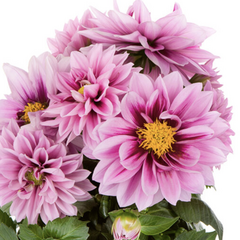 Jiřina 'Labella Medio Fun Raspberry' - Dahlia 'Labella Medio Fun Raspberry'