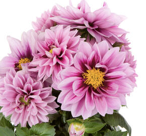 Jiřina 'Labella Medio Fun Raspberry'