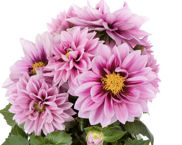 Jiřina 'Labella Medio Fun Raspberry'