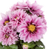 Dahlia 'Labella Medio Fun Raspberry'.png