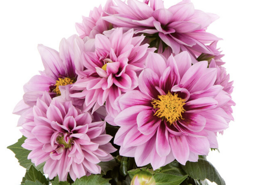 Jiřina 'Labella Medio Fun Raspberry' - Dahlia 'Labella Medio Fun Raspberry'