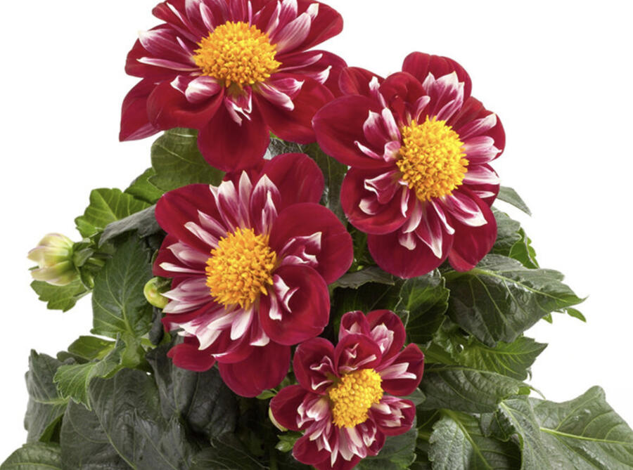 Jiřina 'Labella Medio Fun Rose Fun' - Dahlia 'Labella Medio Fun Rose Fun'