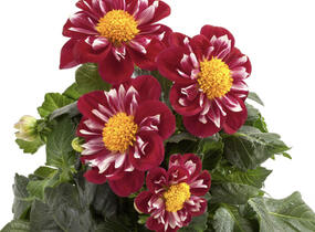 Jiřina 'Labella Medio Fun Rose Fun' - Dahlia 'Labella Medio Fun Rose Fun'