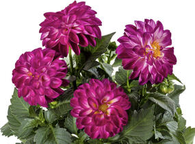 Jiřina 'Labella Medio Fun Violet Flame' - Dahlia 'Labella Medio Fun Violet Flame'
