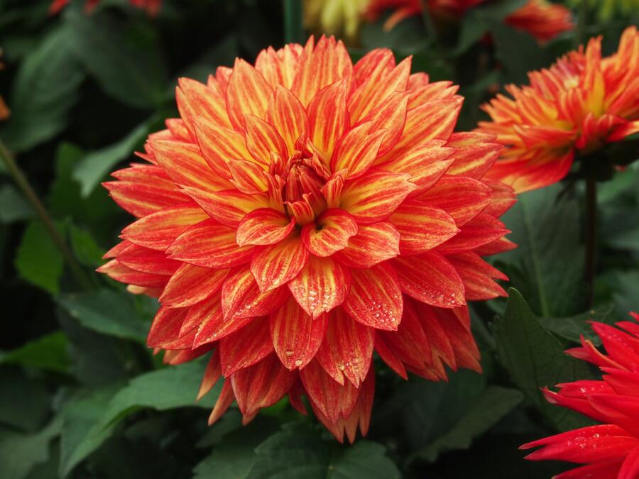 Jiřina XXL 'Tabasco' - Dahlia XXL 'Tabasco'