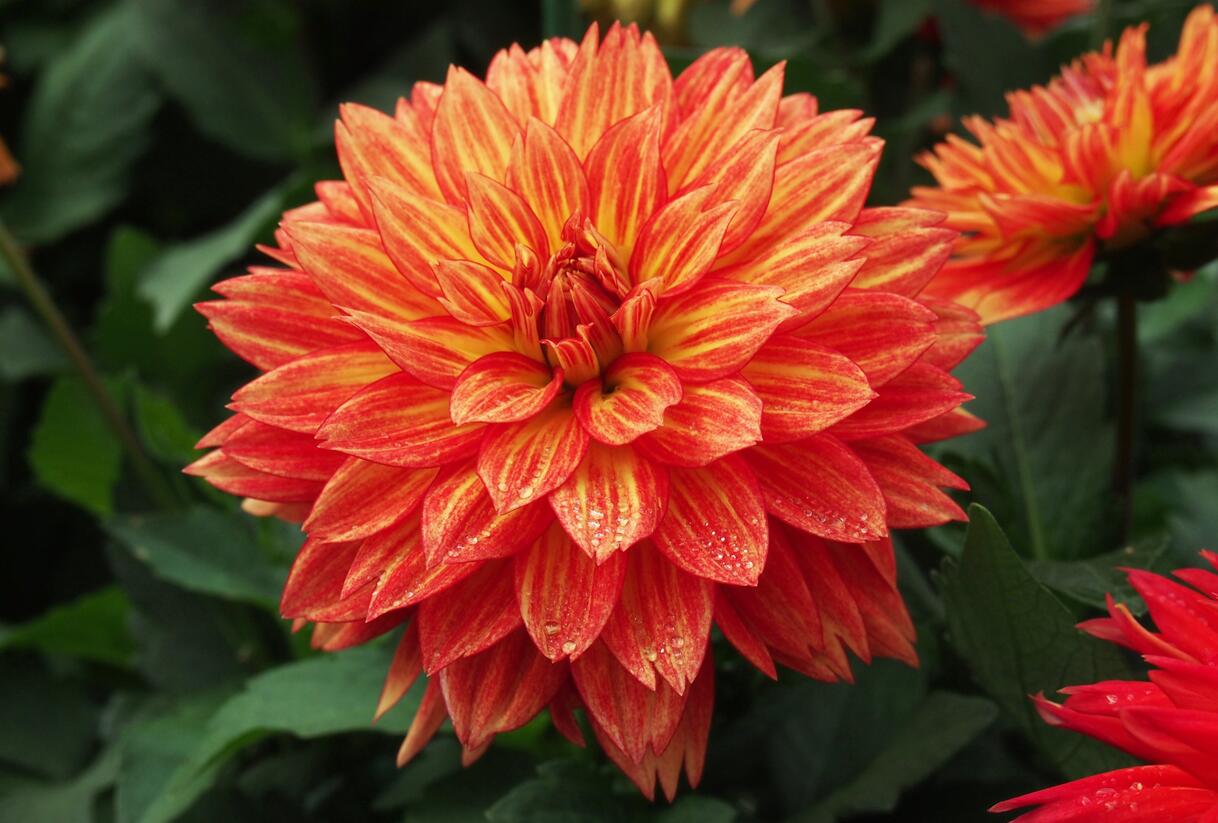 Jiřina XXL 'Tabasco' - Dahlia XXL 'Tabasco'