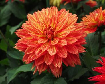 Jiřina XXL 'Tabasco'