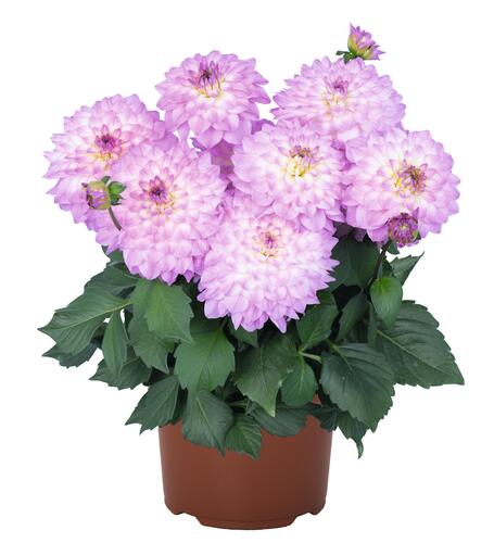 Jiřina XXL 'Cozumel' - Dahlia XXL 'Cozumel'