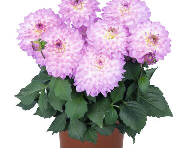 Jiřina XXL 'Cozumel'