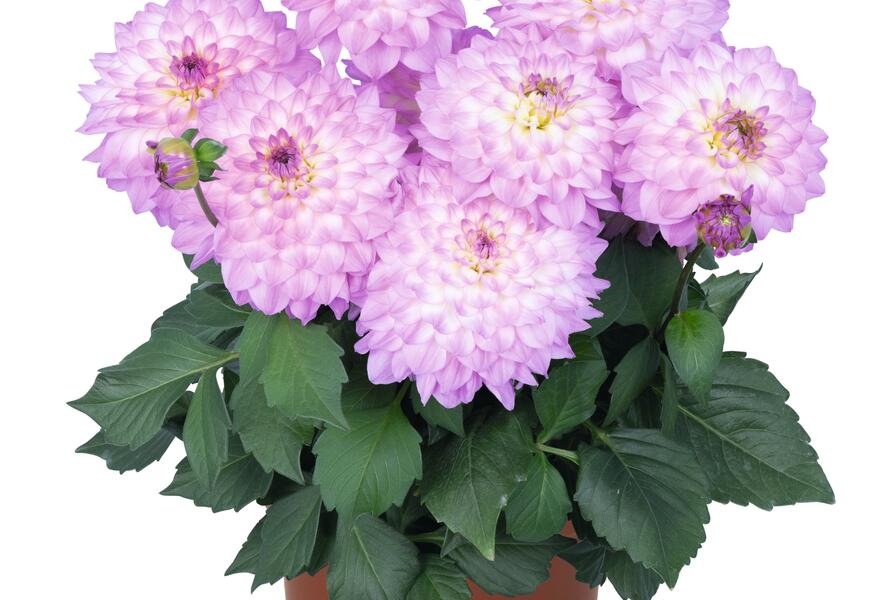 Jiřina XXL 'Cozumel' - Dahlia XXL 'Cozumel'