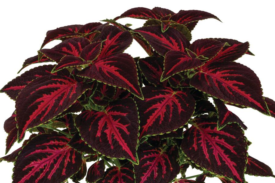 Pochvatec, Pokojová kopřiva 'Main Street Orchard Road' - Coleus blumei 'Main Street Orchard Road'