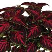 Pochvatec, Pokojová kopřiva 'Main Street Orchard Road' - Coleus blumei 'Main Street Orchard Road'