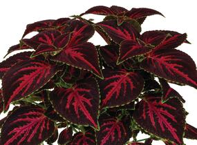 Pochvatec, Pokojová kopřiva 'Main Street Orchard Road' - Coleus blumei 'Main Street Orchard Road'