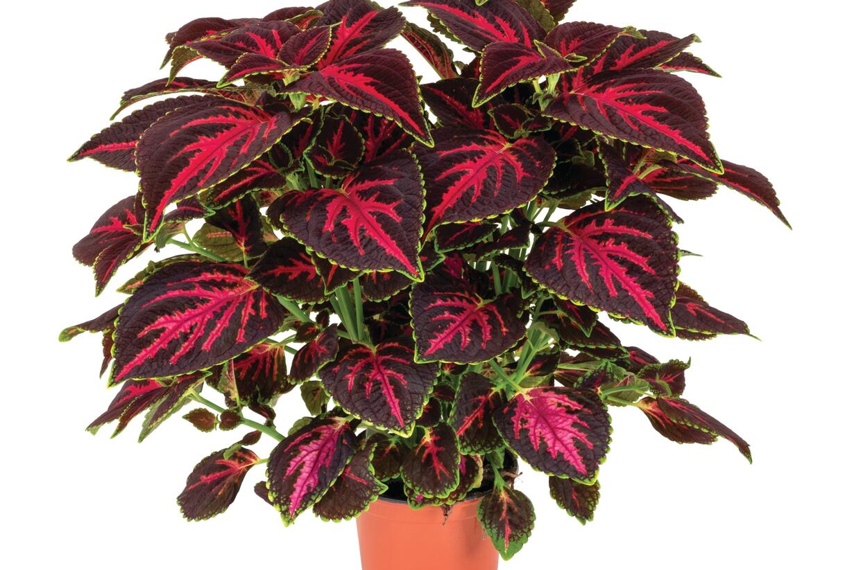 Pochvatec, Pokojová kopřiva 'Main Street Orchard Road' - Coleus blumei 'Main Street Orchard Road'