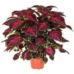 Pochvatec, Pokojová kopřiva 'Main Street Orchard Road' - Coleus blumei 'Main Street Orchard Road'