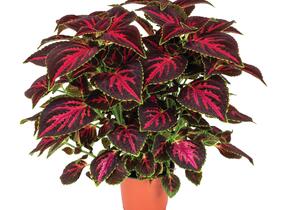 Pochvatec, Pokojová kopřiva 'Main Street Orchard Road' - Coleus blumei 'Main Street Orchard Road'