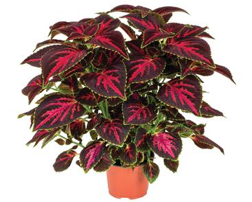 Pochvatec, Pokojová kopřiva 'Main Street Orchard Road'