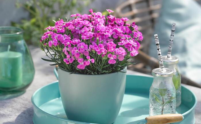 Hvozdík karafiát 'BFF Pink Passion' - Dianthus caryophyllus 'BFF Pink Passion'