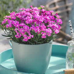 Hvozdík karafiát 'BFF Pink Passion' - Dianthus caryophyllus 'BFF Pink Passion'