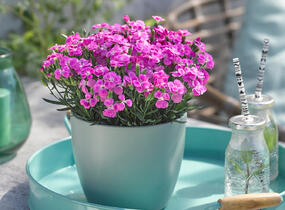 Hvozdík karafiát 'BFF Pink Passion' - Dianthus caryophyllus 'BFF Pink Passion'
