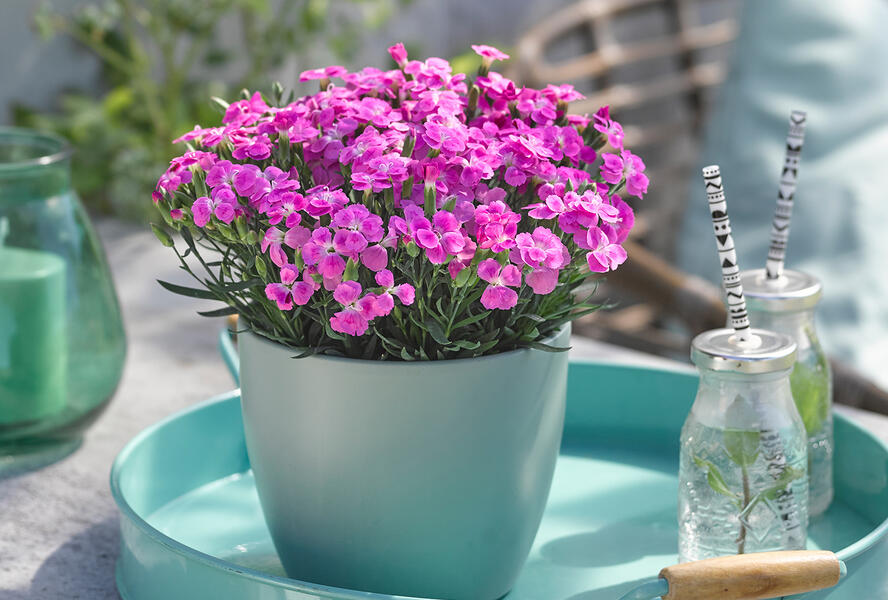 Hvozdík karafiát 'BFF Pink Passion' - Dianthus caryophyllus 'BFF Pink Passion'