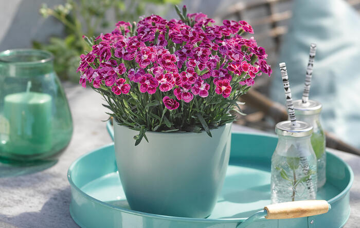 Hvozdík karafiát 'BFF Purple Passion' - Dianthus caryophyllus 'BFF Purple Passion'