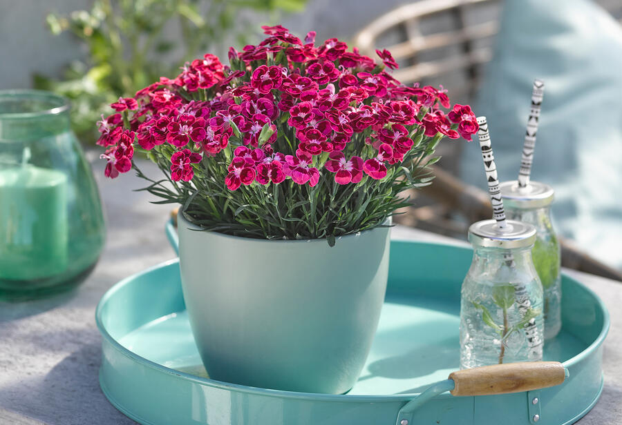 Hvozdík karafiát 'BFF Red Passion' - Dianthus caryophyllus 'BFF Red Passion'