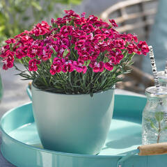 Hvozdík karafiát 'BFF Red Passion' - Dianthus caryophyllus 'BFF Red Passion'