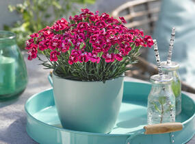 Hvozdík karafiát 'BFF Red Passion' - Dianthus caryophyllus 'BFF Red Passion'