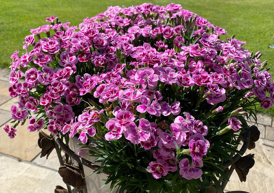 Hvozdík karafiát 'BFF Rose Passion' - Dianthus caryophyllus 'BFF Rose Passion'