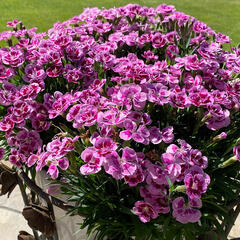 Hvozdík karafiát 'BFF Rose Passion' - Dianthus caryophyllus 'BFF Rose Passion'