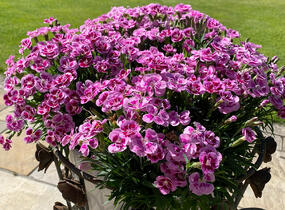 Hvozdík karafiát 'BFF Rose Passion' - Dianthus caryophyllus 'BFF Rose Passion'