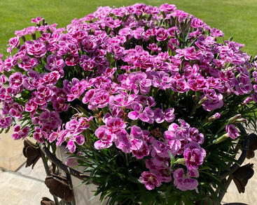 Hvozdík karafiát 'BFF Rose Passion'