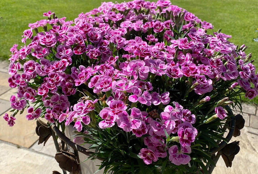 Hvozdík karafiát 'BFF Rose Passion' - Dianthus caryophyllus 'BFF Rose Passion'