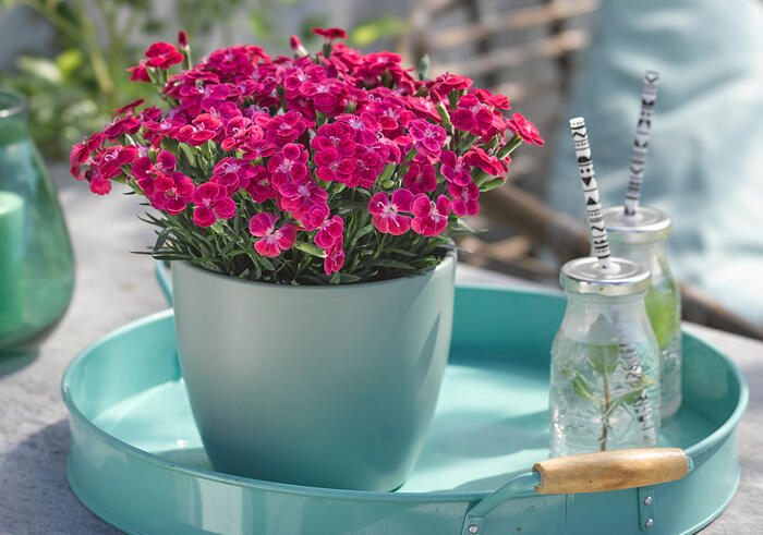 Hvozdík karafiát 'BFF Scarlet Passion' - Dianthus caryophyllus 'BFF Scarlet Passion'