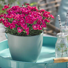 Hvozdík karafiát 'BFF Scarlet Passion' - Dianthus caryophyllus 'BFF Scarlet Passion'